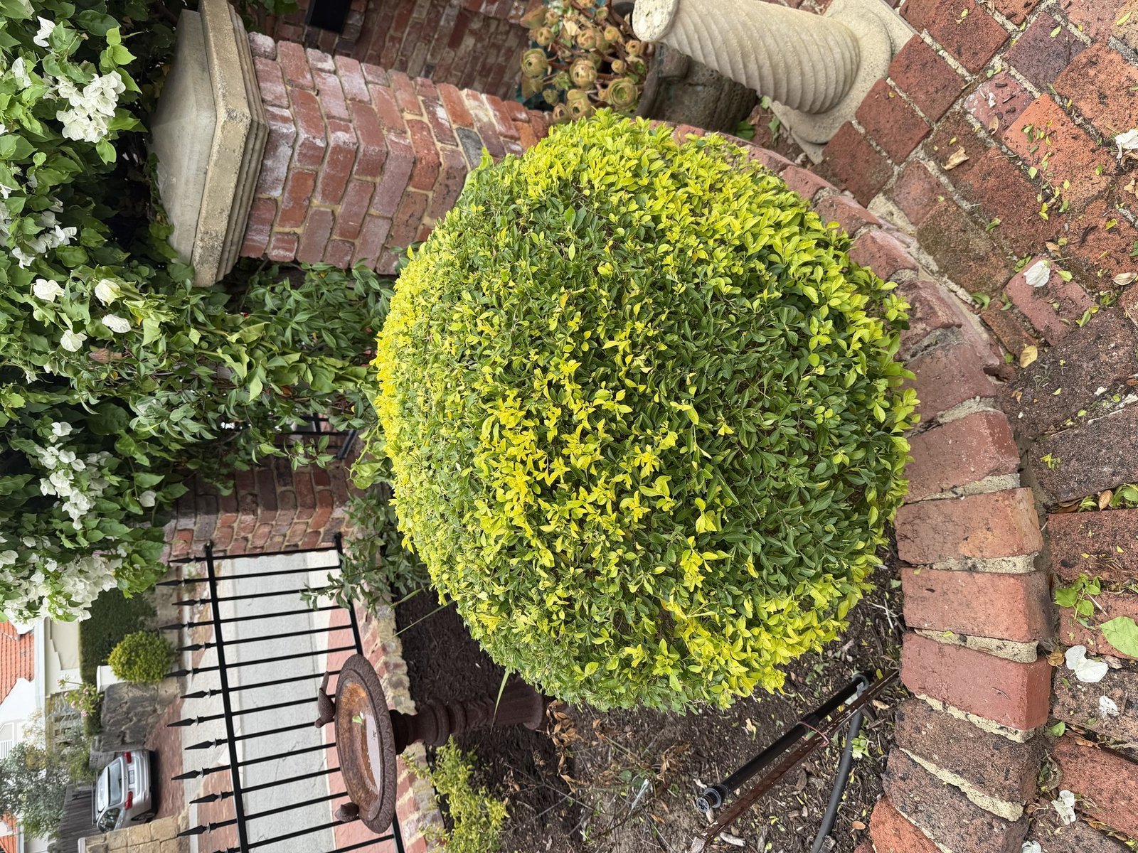 DIY vs Professional: Should You Hire a Gardener in Perth?